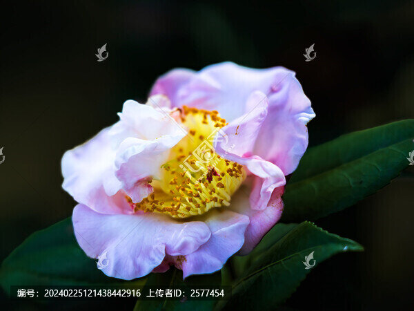 深圳園博園茶花