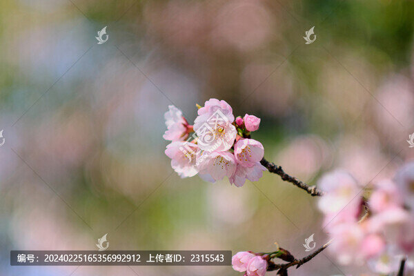 櫻花