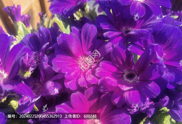 紅色瓜葉菊鮮花攝影