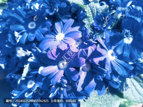 藍色瓜葉菊鮮花攝影