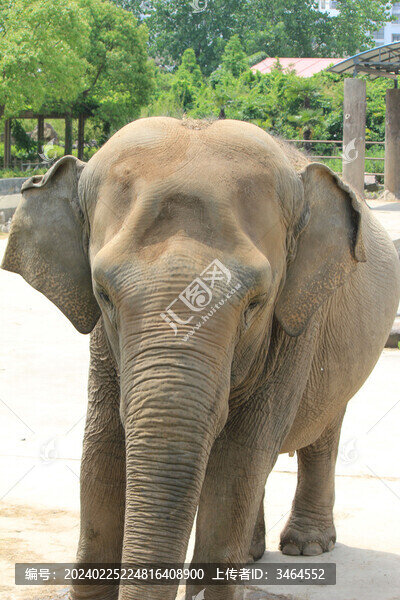 動物園里的大象