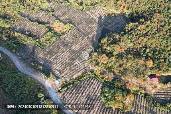 藍(lán)莓種植場(chǎng)地基地