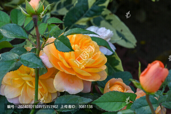 月季月季花黃色月季花彩色月季花