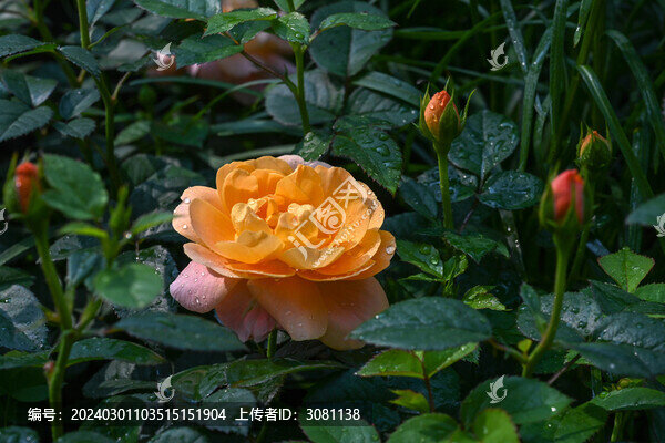 月季月季花黃色月季花彩色月季花