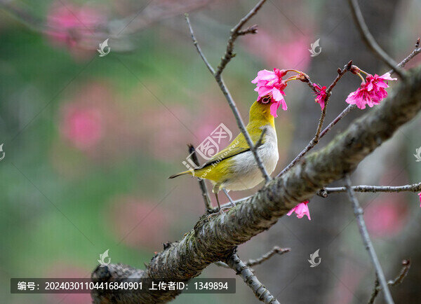 枝頭上的小鳥