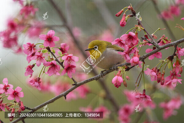 枝頭上的小鳥(niǎo)