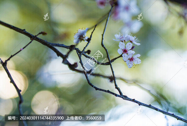 李花