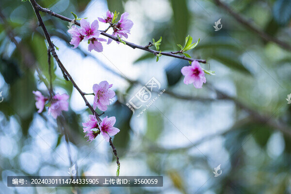桃花粉色