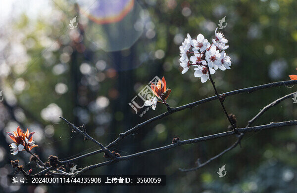 李花