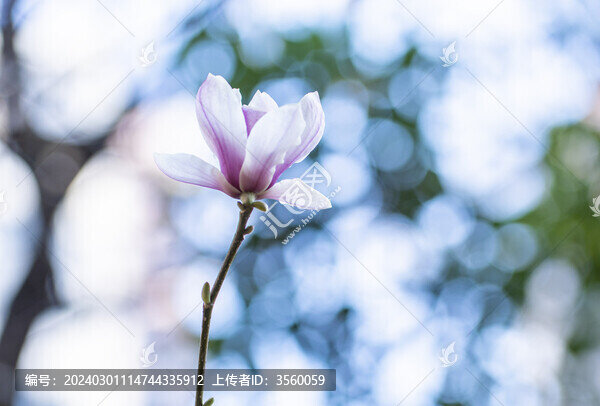 玉蘭花粉白色
