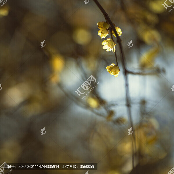 臘梅梅花