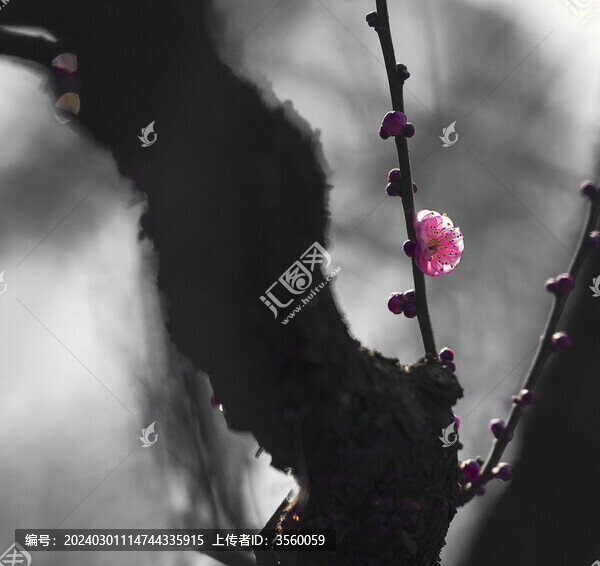 梅花一朵紅梅