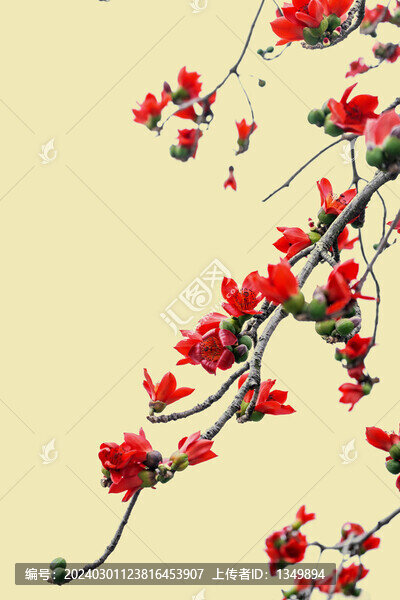 木棉花國畫