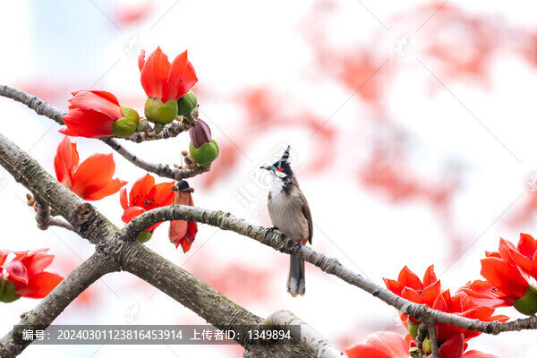 木棉花
