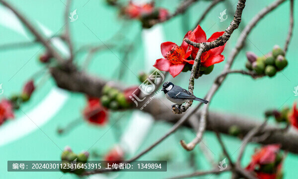 木棉花