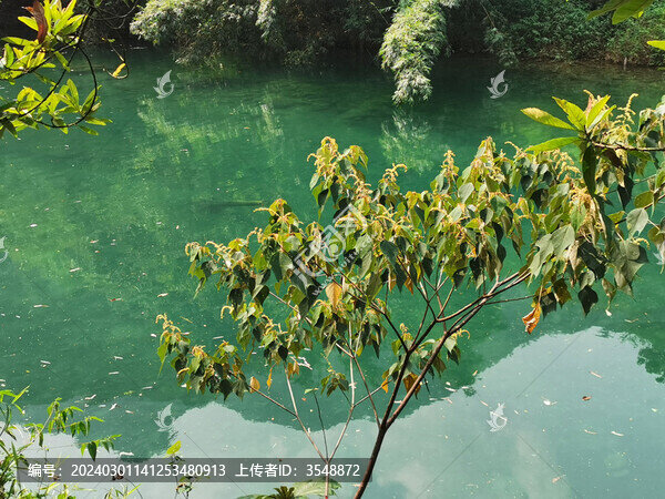 湖景樹木