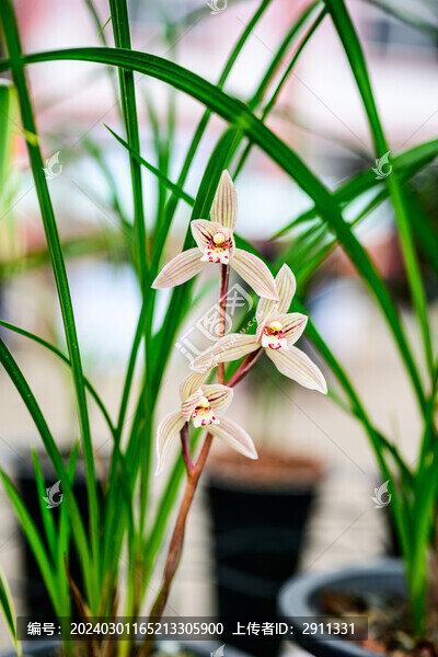 蘭花蘭草春蘭開花