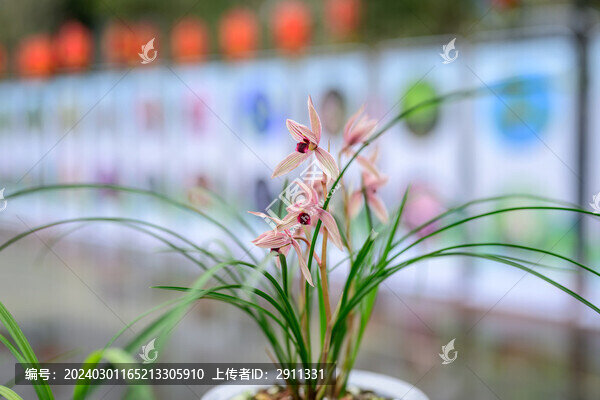 蘭花蘭草春蘭開花