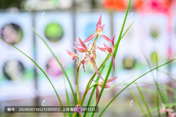 蘭花蘭草春蘭開花