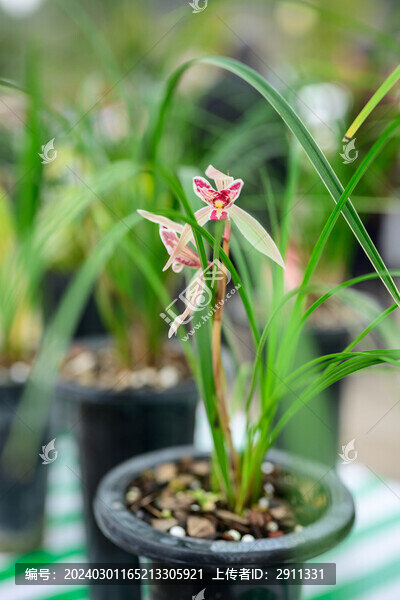 蘭花蘭草春蘭開(kāi)花