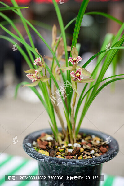 蘭花蘭草春蘭開(kāi)花