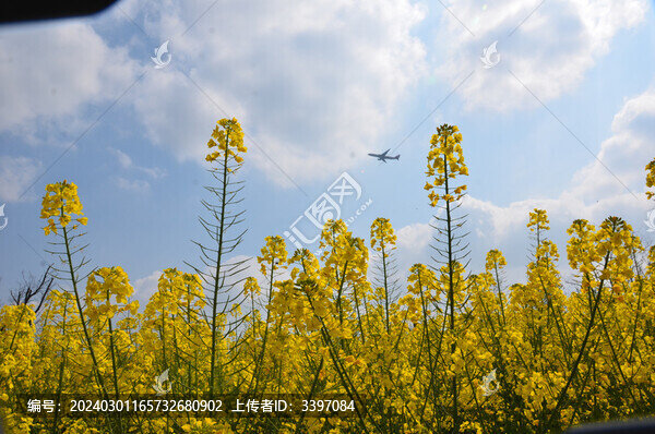 花香迎飛的