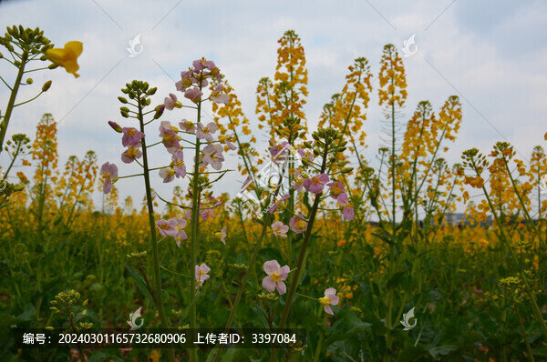 彩色油菜花