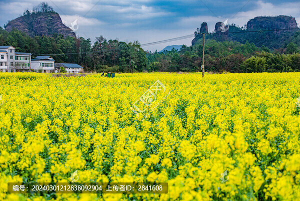 贛州于都上歐村油菜花黃映丹霞