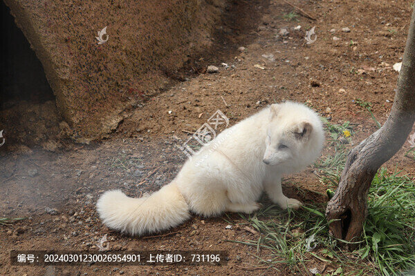 狐貍