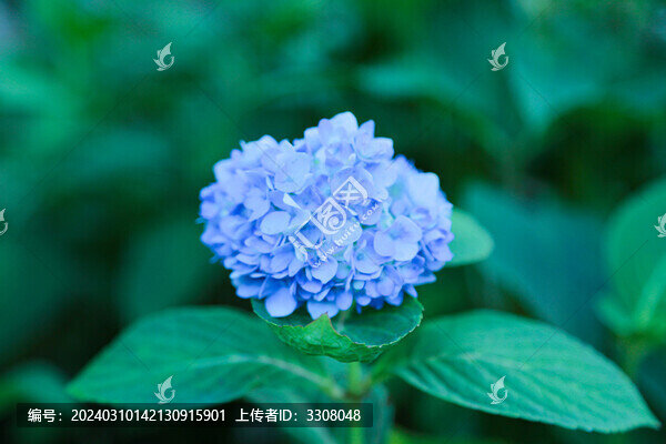 繡球花