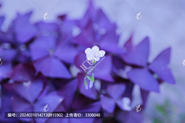 三葉草