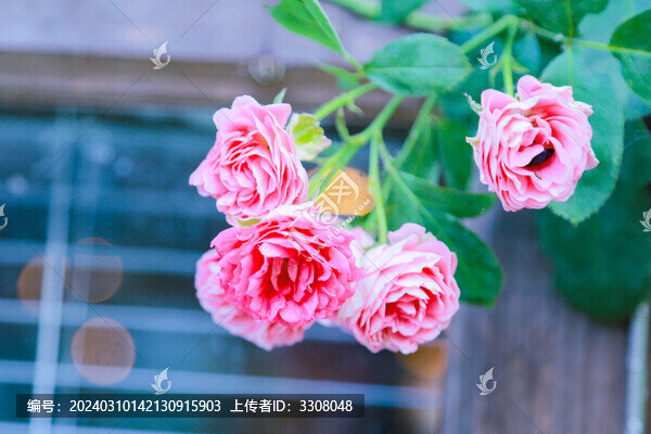 月季