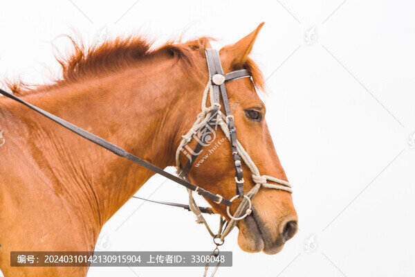 馬