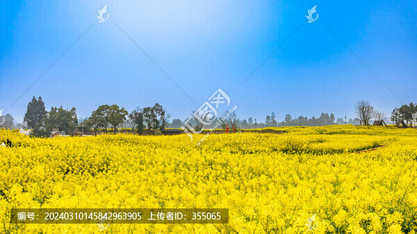 油菜花