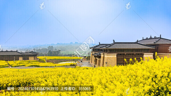 油菜花
