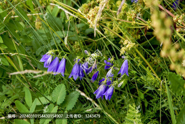 風鈴花