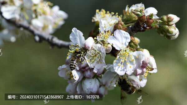 櫻桃花