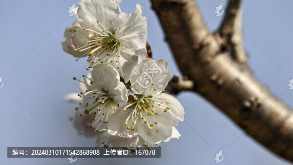櫻桃花