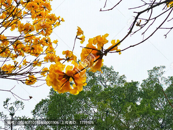 光孝寺黃花風(fēng)鈴木