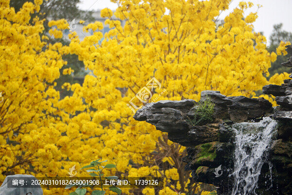 光孝寺黃花風(fēng)鈴木