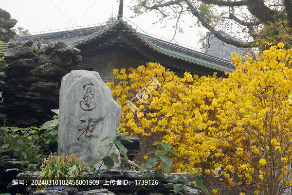 光孝寺黃花風(fēng)鈴木