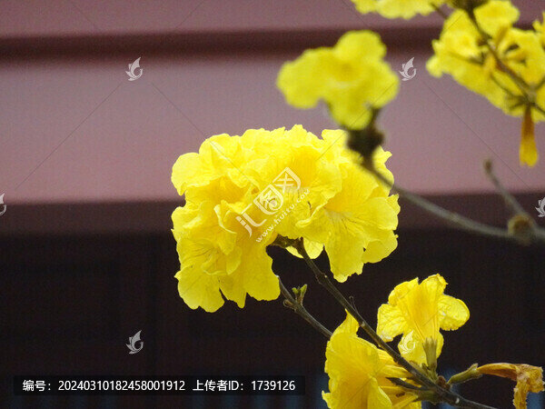 光孝寺黃花風(fēng)鈴木