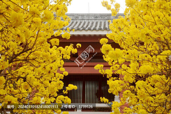 光孝寺黃花風鈴木