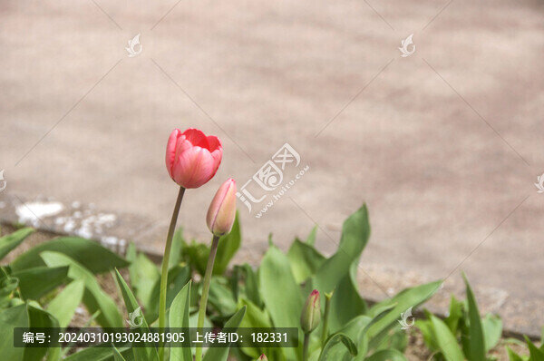 一枝花郁金香