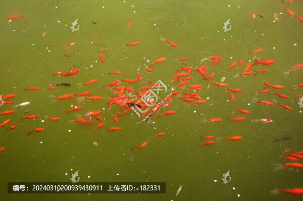 魚群鯉魚