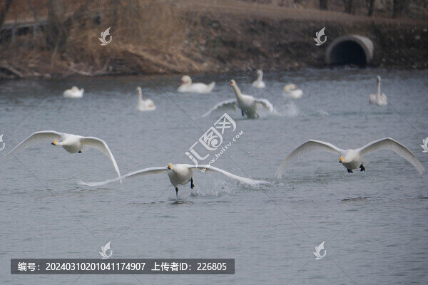 天鵝