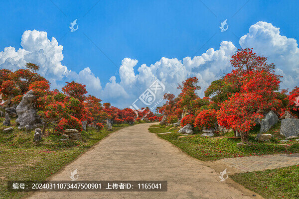 三角梅種植園