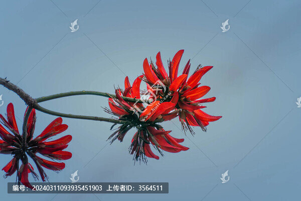 紅花樹