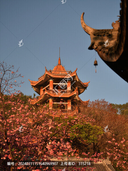 西昌瀘山公園樓閣櫻花