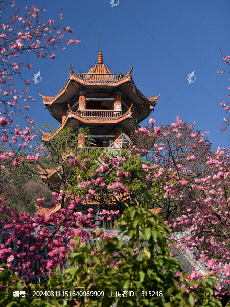 西昌瀘山公園樓閣櫻花
